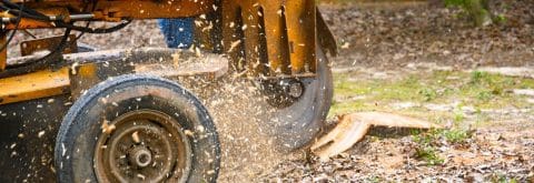 In Need Of A Stump Grinding Cleanup Operation? Denver Stump Company Can Provide