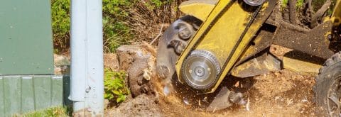 Stump Grinding And Cleanup Can Be Done With Denver Stump Company 