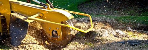 Looking For Local Stump Grinding?