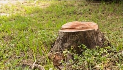 Old Split Stump - Denver Stump Company